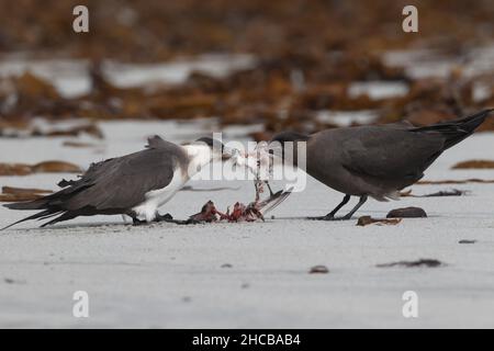 Dieses Paar arktischer Skua fing den sanderling im Flug, bevor er ihn verzehrt hatte. Zerreißen des Korpus manchmal zusammen. Stockfoto