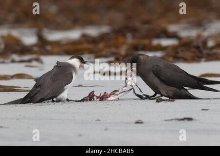 Dieses Paar arktischer Skua fing den sanderling im Flug, bevor er ihn verzehrt hatte. Zerreißen des Korpus manchmal zusammen. Stockfoto