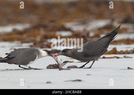 Dieses Paar arktischer Skua fing den sanderling im Flug, bevor er ihn verzehrt hatte. Zerreißen des Korpus manchmal zusammen. Stockfoto