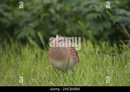 Weibliche Kornkreblerin, die von einem Männchen umworben wurde, um sich zu paaren, war sie nicht beeindruckt und er war erfolglos. Weiblich - brauner Hals. Männlich - grauer Hals Stockfoto