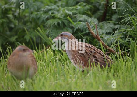 Weibliche Kornkreblerin, die von einem Männchen umworben wurde, um sich zu paaren, war sie nicht beeindruckt und er war erfolglos. Weiblich - brauner Hals. Männlich - grauer Hals Stockfoto