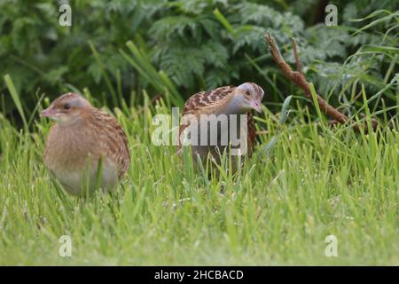 Weibliche Kornkreblerin, die von einem Männchen umworben wurde, um sich zu paaren, war sie nicht beeindruckt und er war erfolglos. Weiblich - brauner Hals. Männlich - grauer Hals Stockfoto