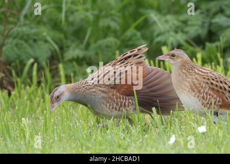 Weibliche Kornkreblerin, die von einem Männchen umworben wurde, um sich zu paaren, war sie nicht beeindruckt und er war erfolglos. Weiblich - brauner Hals. Männlich - grauer Hals Stockfoto