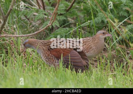 Weibliche Kornkreblerin, die von einem Männchen umworben wurde, um sich zu paaren, war sie nicht beeindruckt und er war erfolglos. Weiblich - brauner Hals. Männlich - grauer Hals Stockfoto