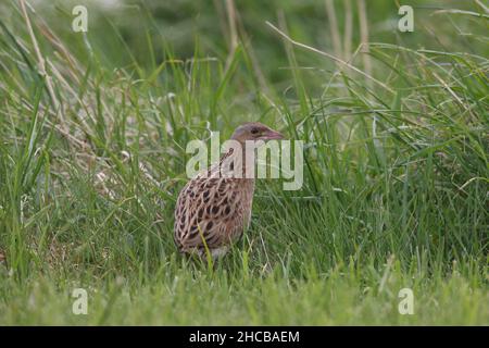 Weibliche Kornkreblerin, die von einem Männchen umworben wurde, um sich zu paaren, war sie nicht beeindruckt und er war erfolglos. Weiblich - brauner Hals. Männlich - grauer Hals Stockfoto