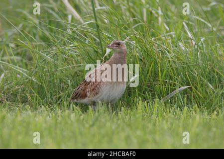 Weibliche Kornkreblerin, die von einem Männchen umworben wurde, um sich zu paaren, war sie nicht beeindruckt und er war erfolglos. Weiblich - brauner Hals. Männlich - grauer Hals Stockfoto