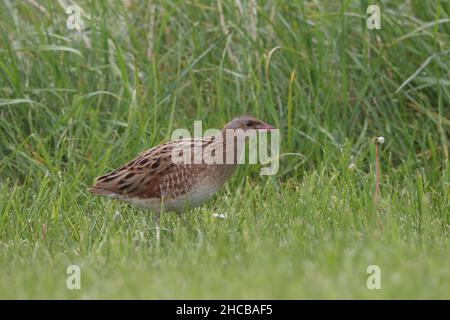 Weibliche Kornkreblerin, die von einem Männchen umworben wurde, um sich zu paaren, war sie nicht beeindruckt und er war erfolglos. Weiblich - brauner Hals. Männlich - grauer Hals Stockfoto