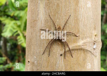 Philodromus-Spinne auf einem Papaya-Baumstamm in einem tropischen Regenwald. Tiefer Fokus der Huntsman-Spinne, die auf alter Baumrinde ruht Stockfoto