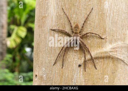 Philodromus-Spinne auf einem Papaya-Baumstamm in einem tropischen Regenwald. Tiefer Fokus der Huntsman-Spinne, die auf alter Baumrinde ruht Stockfoto