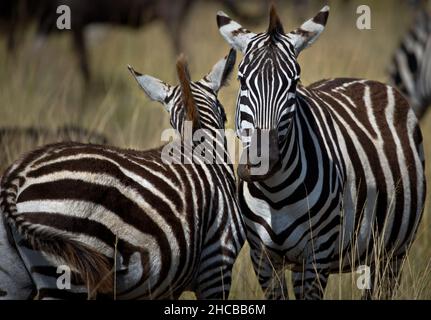 Makroaufnahme von zwei Zebras auf einem Feld in Masai Mara, Kenia Stockfoto