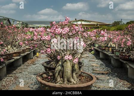 Die erstaunliche Adenium arabicum Pflanze. Topfpflanze aus rosa Wüstenrose, Bonsai-Baum-Stil für die Gartendekoration. Selektiver Fokus. Stockfoto