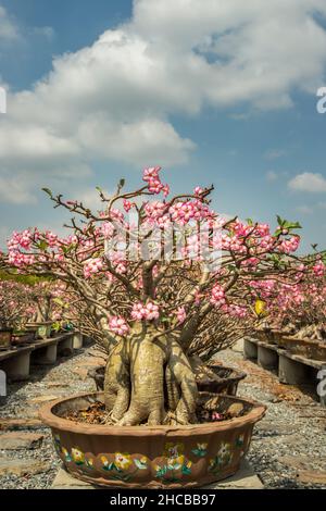 Die erstaunliche Adenium arabicum Pflanze. Topfpflanze aus rosa Wüstenrose, Bonsai-Baum-Stil für die Gartendekoration. Selektiver Fokus. Stockfoto