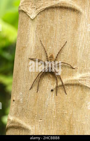 Running Crab Spinne Porträt. Philodromus-Arten, laufende Krabbenspinne Stockfoto