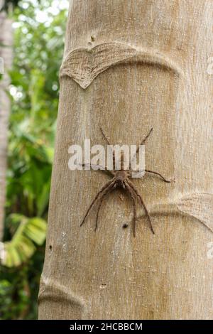 Running Crab Spinne Porträt. Philodromus-Arten, laufende Krabbenspinne Stockfoto