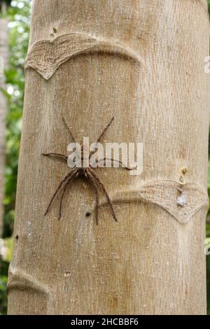 Running Crab Spinne Porträt. Philodromus-Arten, laufende Krabbenspinne Stockfoto