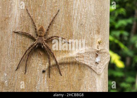 Erwachsene weibliche Laufkrabbe der Familie Philodromidae, die eine Erwachsene männliche Tischleramse der Gattung camponotus ausrauben Stockfoto