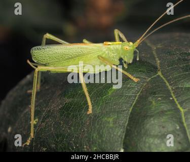 Männliche Eiche Bush-Cricket (Meconema thalassinum), die auf einem Eichenblatt thront. Tipperary, Irland. Stockfoto