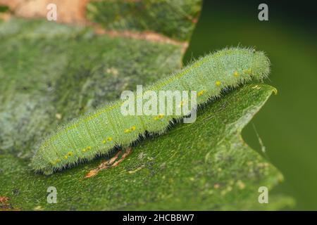 Kleine weiße Schmetterlingsraupe (Pieris rapae), die auf einem Blatt ruht. Tipperary, Irland. Stockfoto