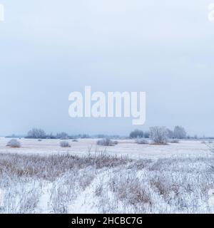 Überwuchert, Sträucher, Bäume und Wiesen im Schnee und magischem Frost. Wintermärchenlandschaft Stockfoto