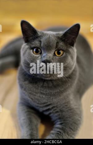 Graue Katze schaut direkt in die Kamera, Nahaufnahme selektiver Fokus Stockfoto