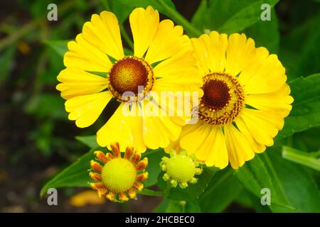 Köpfe gelb blühender Niesen (Helenium autumnale) Stockfoto