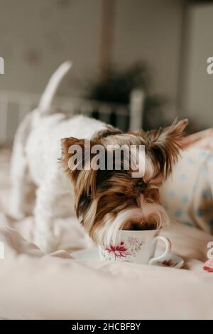 Yorkshire Terrier trinkt Tee in Tasse zu Hause Stockfoto