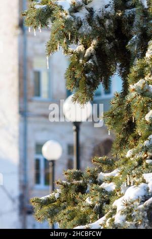 An einem klaren, frostigen Tag hängen kleine Eiszapfen an einer verschneiten Fichte. Stockfoto