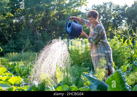 Frau, die im Gemüsegarten Pflanzen mit Dose wässert Stockfoto