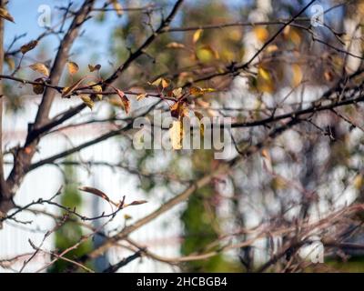 Vergilbte Blätter auf einem Baum im Garten, im Herbst Stockfoto