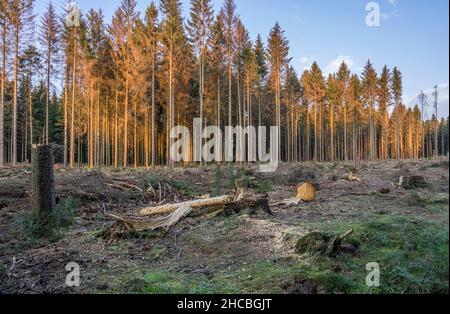 Fichten, die durch Rindenkäfer-Befall beschädigt wurden Stockfoto