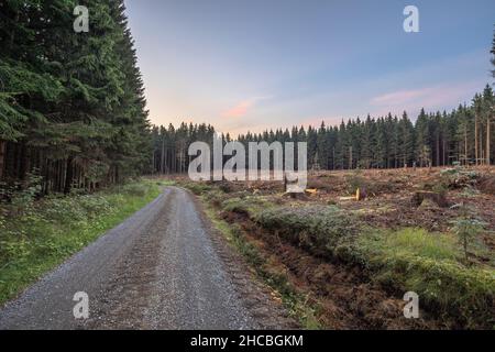 Schotterstraße entlang des Waldgebiets, das durch Rindenkäfer beschädigt wurde Stockfoto