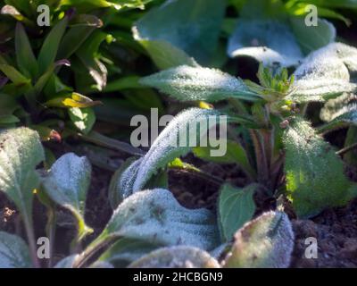Gartenpflanzen bedeckt mit leichtem Schnee, im Herbst Stockfoto
