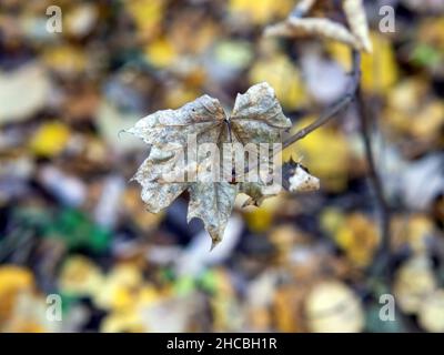 Gefallene Blätter fielen im Herbst vom Baum auf das Gras Stockfoto