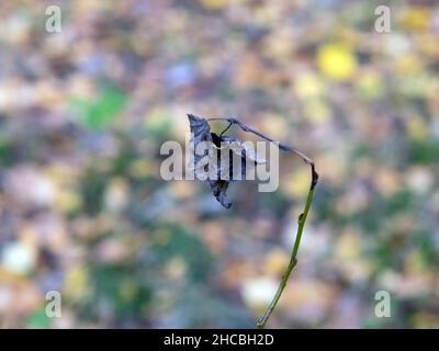 Gefallene Blätter fielen im Herbst vom Baum auf das Gras Stockfoto