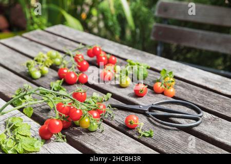 Eine Schere und ein Haufen hausgewachsener Kirschtomaten liegen auf einem Holztisch Stockfoto