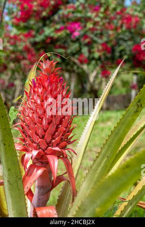 Nahaufnahme der roten Bromeliadblume Stockfoto