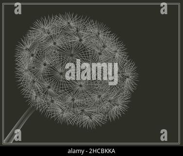 Dandelion im Vektor-Holzschnitt-Stil schwarzer Negativdruck auf kaltgrauer Farbe Stockfoto