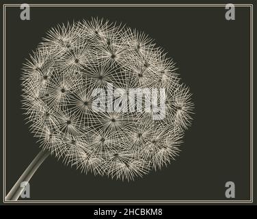 Dandelion im Vektor-Holzschnitt-Stil schwarzer Negativdruck auf Sandfarbe Stockfoto