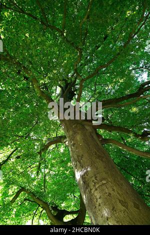 Buche (Fagus sylvatica) Stockfoto