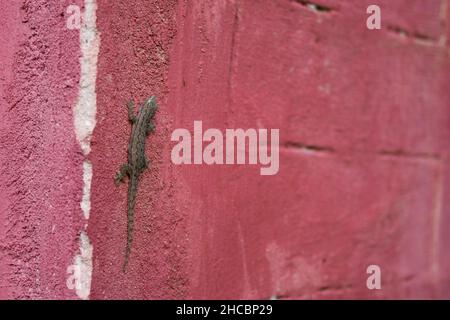 Indo-Pacific Gecko oder Garnot's House Gecko, Hemidactylus garnotii, der sich an einer roten Wand in Myanmar sonnt Stockfoto