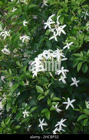 Verdrehter Jasmin (Jasminum tortuosum). Genannt afrikanischen Jasmin und Parfüm Jasmin auch Stockfoto