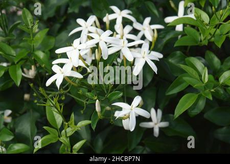 Verdrehter Jasmin (Jasminum tortuosum). Genannt afrikanischen Jasmin und Parfüm Jasmin auch Stockfoto