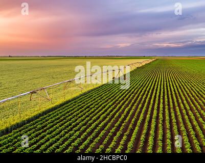 Luftaufnahme eines landwirtschaftlichen Sprinklers, der große grüne Weizen- und Kartoffelfelder in der Morgendämmerung trennt Stockfoto