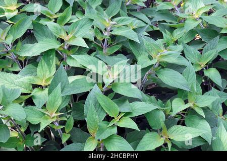 Ananassalbei (Salvia elegans). Auch als Tangerine Salbei bezeichnet. Stockfoto