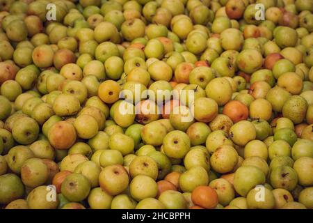 Reife bangladeschische Jujube Früchte im Winter auf einem Dorfmarkt Stockfoto