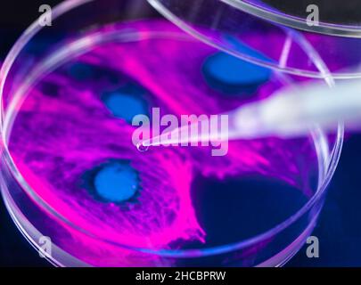 Pipettierung der Probe in eine Petrischale mit Zellmikrograph Stockfoto