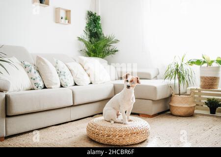 Jack Russell Terrier Hund sitzt auf Hocker Hocker im Wohnzimmer Stockfoto