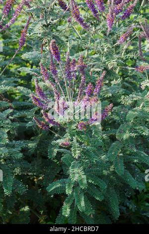 Leadplant (Amorpha canescens). Auch Downy Indigo Bush, Prairie Shoestring und Buffalo Bellows genannt Stockfoto