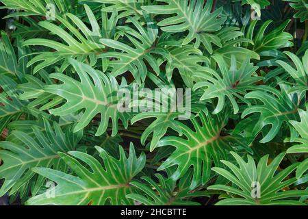 Winterbourn (Thaumatophyllum xanadu). Weitere botanische Namen sind Philodendron xanadu und Philodendron x 'Winterbourn' Xanadu Stockfoto