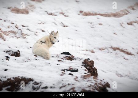 Süßer weißer Polarfuchs im Schnee in Spitzbergen an einem kalten Wintertag Stockfoto